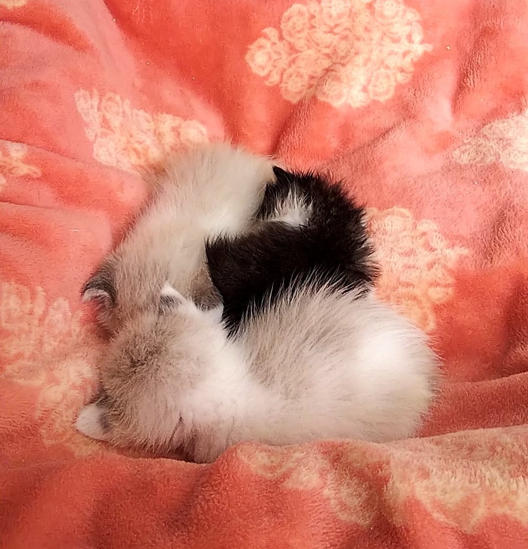 Mady_shin's tweet photo. 子育てしてたら5月のノルマ達成できず(´･ω･｀)無念…
捨てるの駄目絶対！！
無事里親みんな里親決まって今日受け渡し(っ´ω｀)っ良かった
今月は自分のことしたい
#猫 #ねこ https://t.co/c2Pga6tQ7K