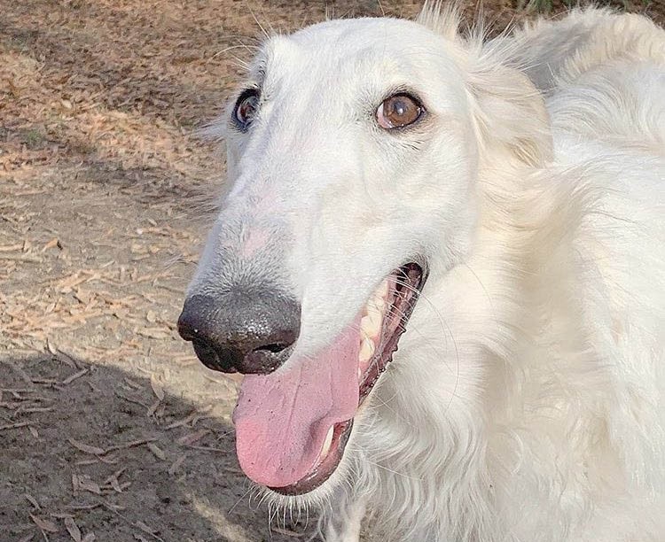 AlexanderBarksU's tweet photo. I have dog friends, but I don't interact with some dogs because I don't like them or they don't like me. But I have manners. I don't step into others territory because I don't like them to step on mine. Master calls it respect. For dogs it's very important

See? I'm a good boy! https://t.co/LYhwJZNqtz