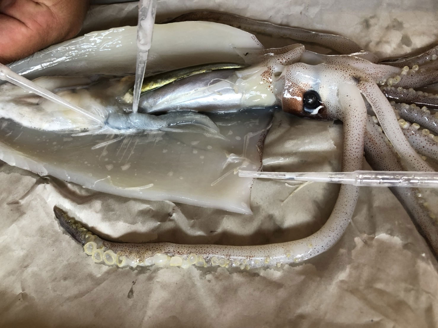 海と日本プロジェクトin岐阜県 イカの解剖 子どもと一緒に この夏 チャレンジしてみる 海と日本 日本財団 イカ 解剖 Twitter