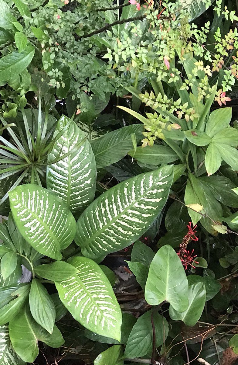 pristinefidji's tweet image. Happy #GreenWeekend to you #MyTwitterFriends🌳🪴Enjoy &amp;amp; stay safe out there🙏#VugaleiWaving🌿#Tailevu🇫🇯