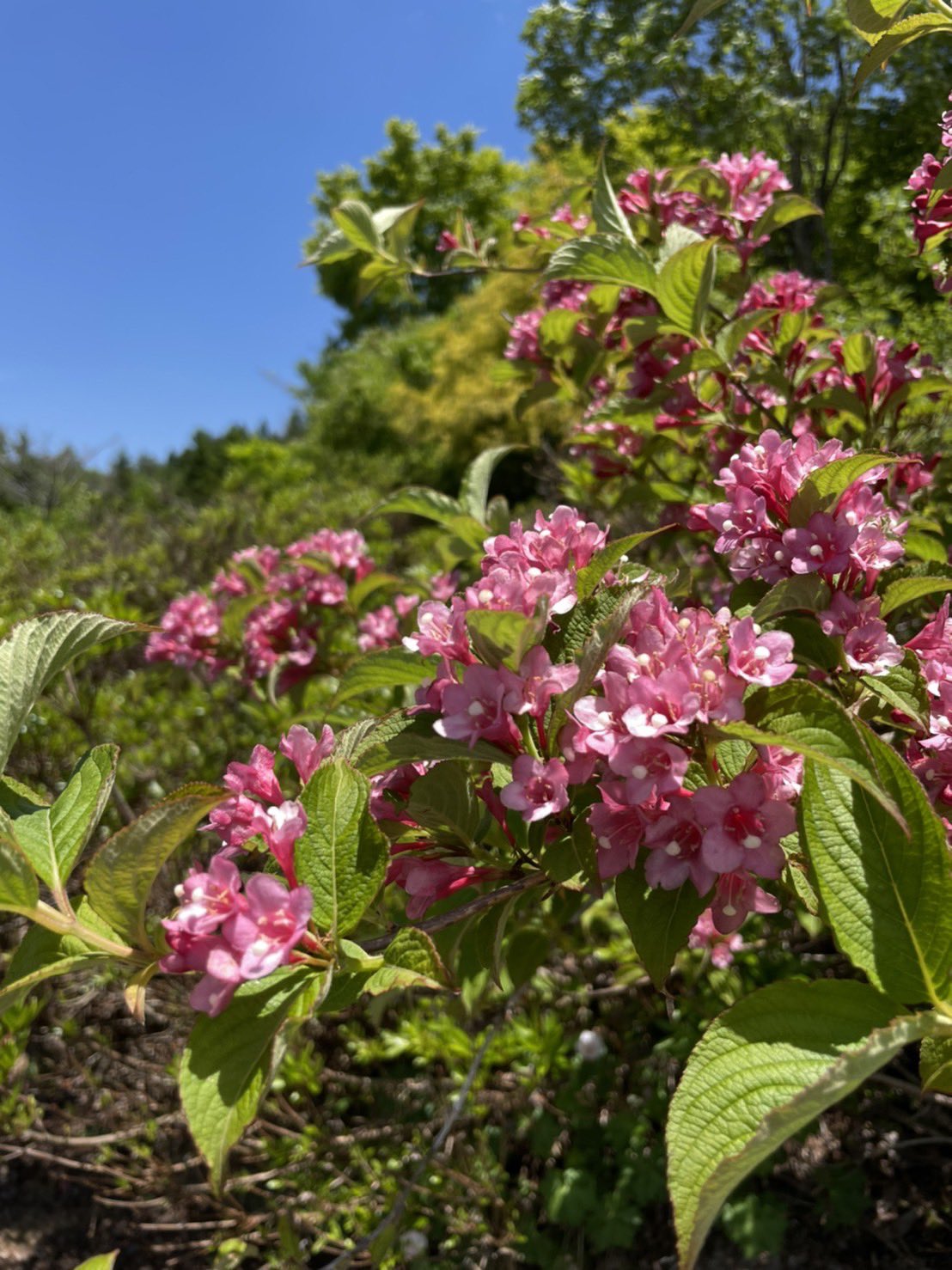 ひるがの高原 牧歌の里 公式 タニウツギは丸くて白いめしべが可愛いです 花言葉は 豊麗 豊かで美しい 牧歌の里 タニウツギ 牧歌の花言葉 T Co 0fpm0pidap Twitter