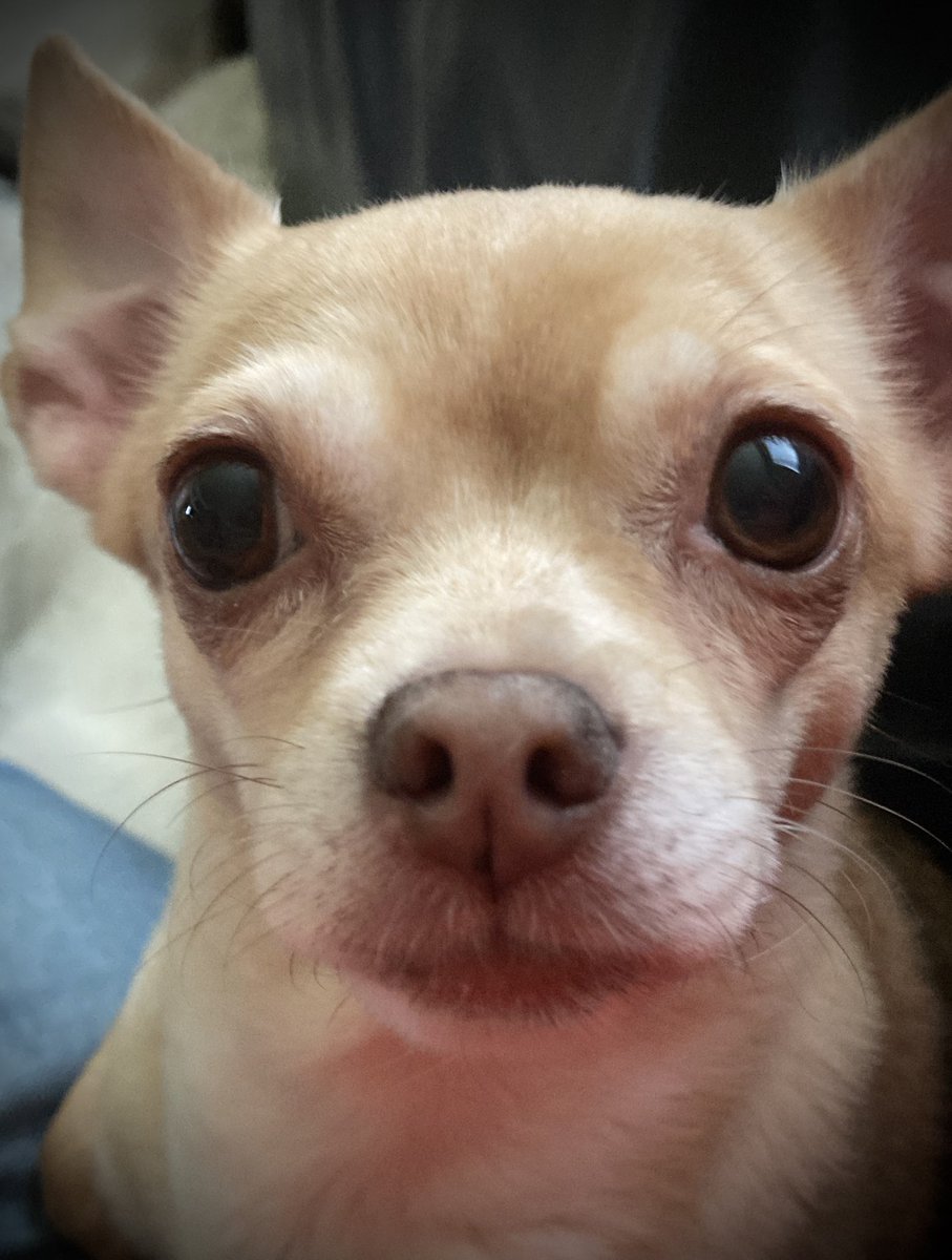 Look who came out from behind the scenes. It’s my sister Blondie. She definitely is the shy one in the family and doesn’t like her picture taken. I was wondering how many #boops Blondie could get before bedtime? I’ll start 1st (boop) 😊 
#Doglovers #Dog #Dogs #dogsoftwitter