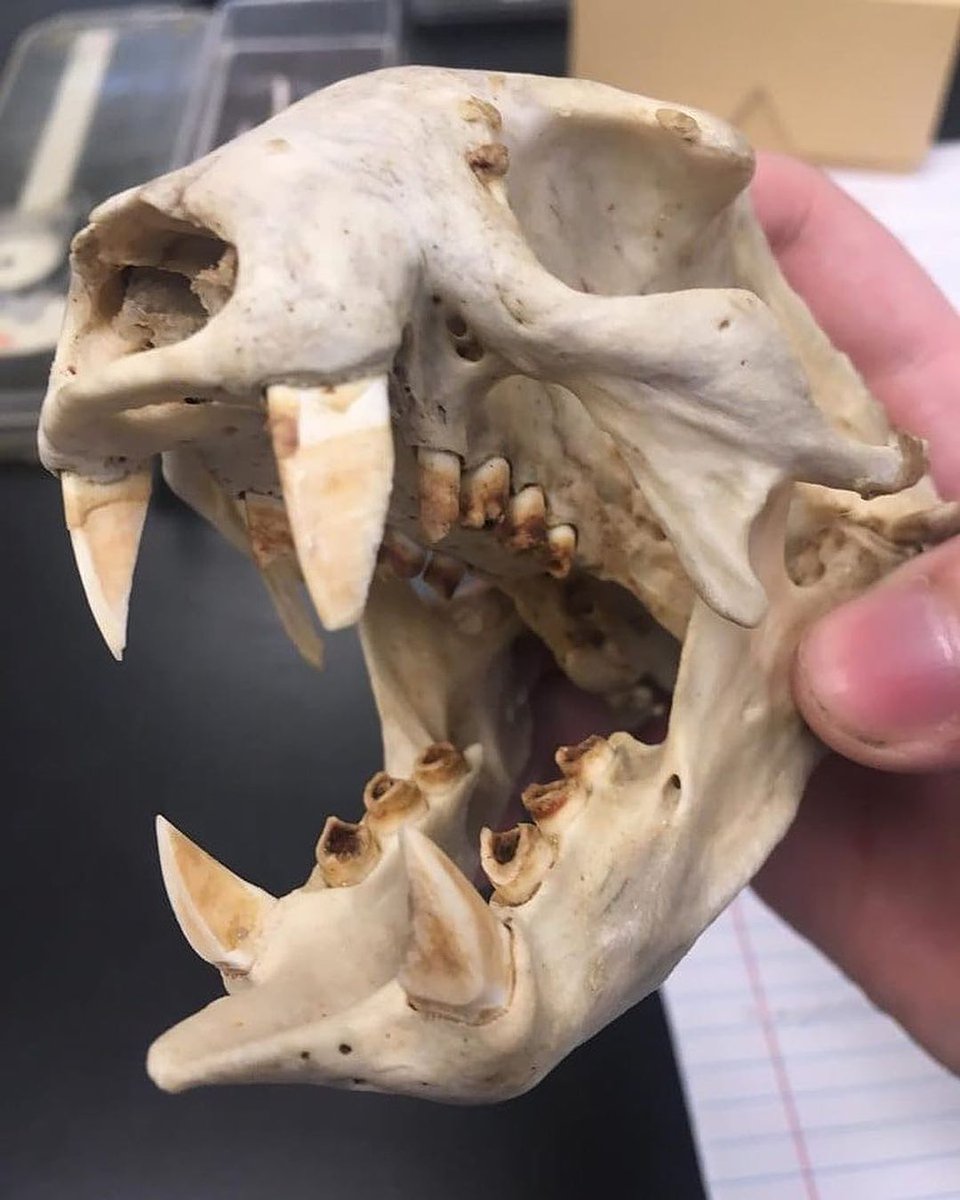 sharesloth's tweet photo. Sloth skull Check Out Those Sharp Teeth!
- - - - - - - - - - - - - - - - - 
Enjoy this? Follow us @sharesloth for a dose of awesome every single day
- - - - - - - - - - - - - - - - - 
 #costarica #sloth #slothart #slothbaby #slothbear #slothface

https://t.co/R63LuiCV6F https://t.co/dQgUKHGok1