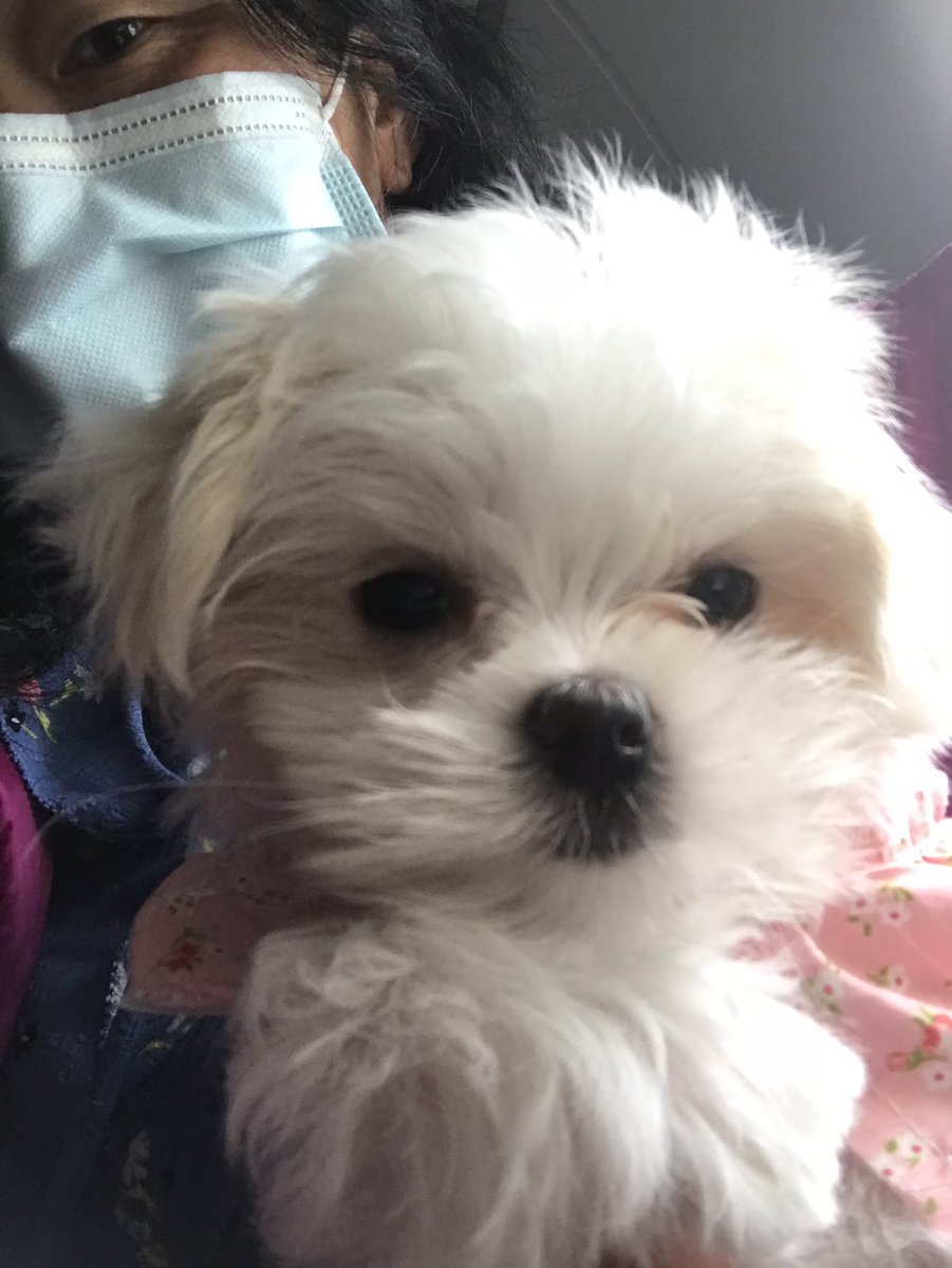 glohwangMD's tweet photo. Today I became the proud furbaby momma to the sweetest little Maltese puppy. https://t.co/iMLs8fkNzM