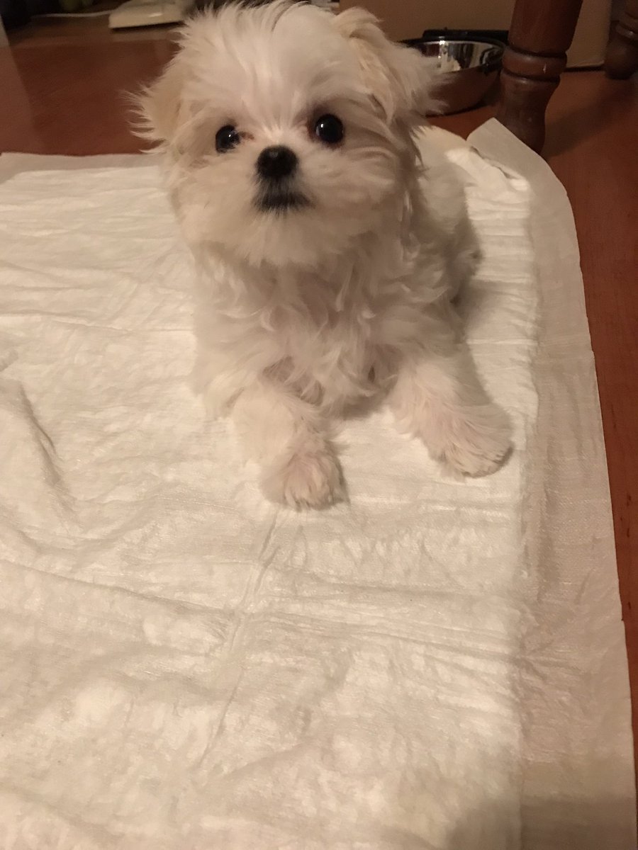 glohwangMD's tweet photo. Today I became the proud furbaby momma to the sweetest little Maltese puppy. https://t.co/iMLs8fkNzM