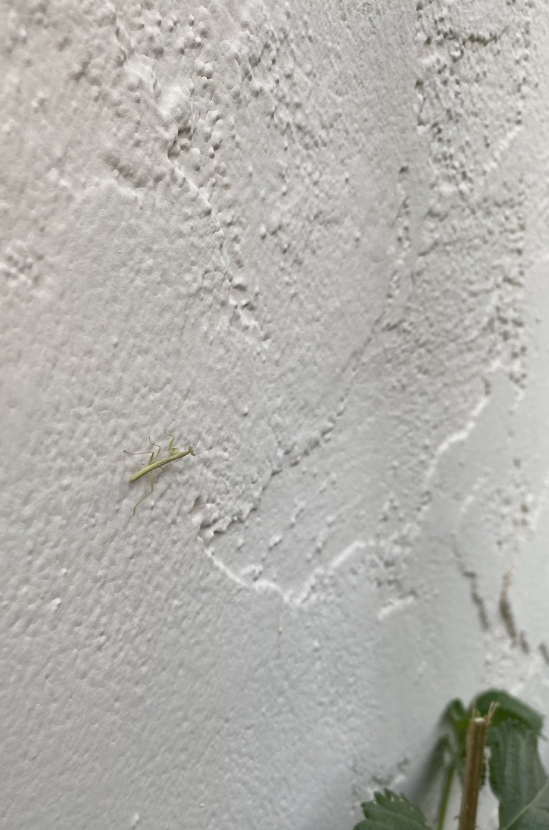MellyLifeLiver's tweet photo. A baby preying mantis! Iโve never seen one so small before. #BabyBugs https://t.co/z0FVDYP8Mb