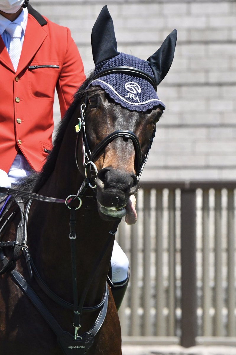 きょう誘導馬デビューを果たした #ペルシアンナイト の、ぺろ👅まとめ