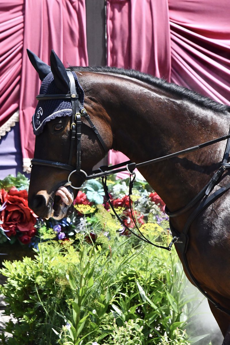 きょう誘導馬デビューを果たした #ペルシアンナイト の、ぺろ👅まとめ