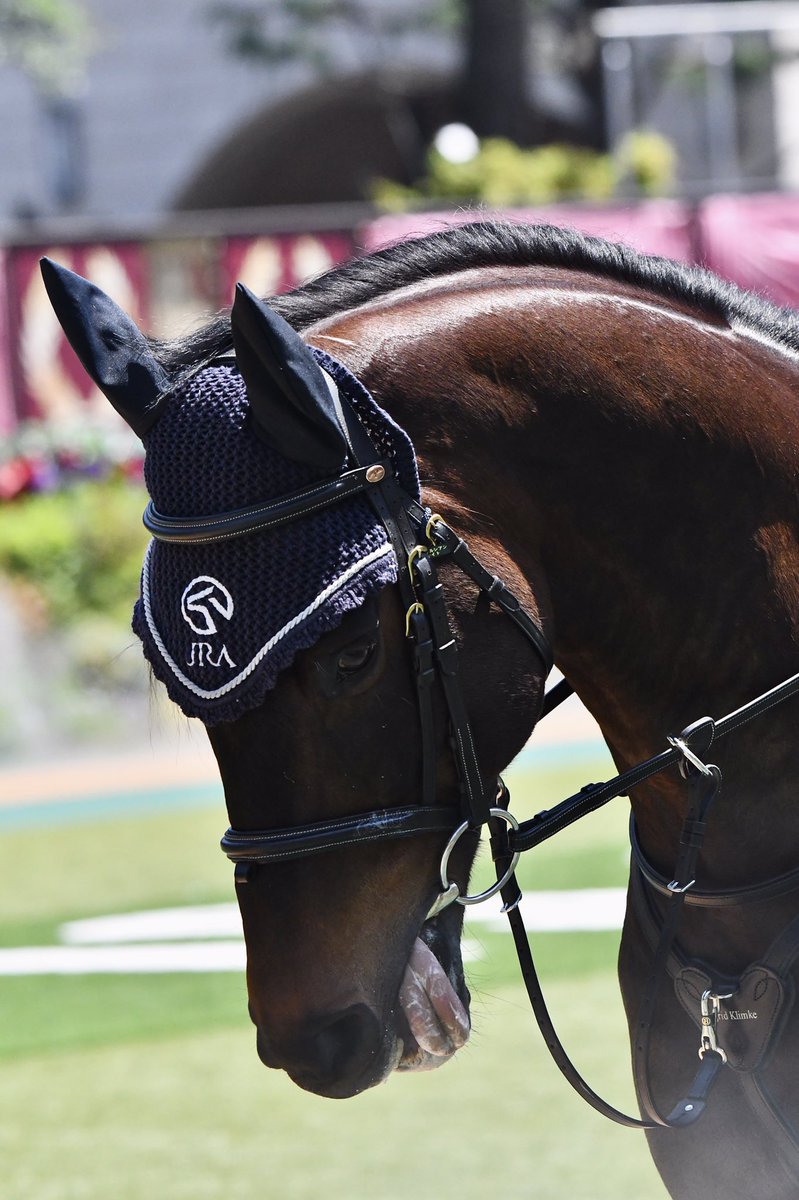 きょう誘導馬デビューを果たした #ペルシアンナイト の、ぺろ👅まとめ
