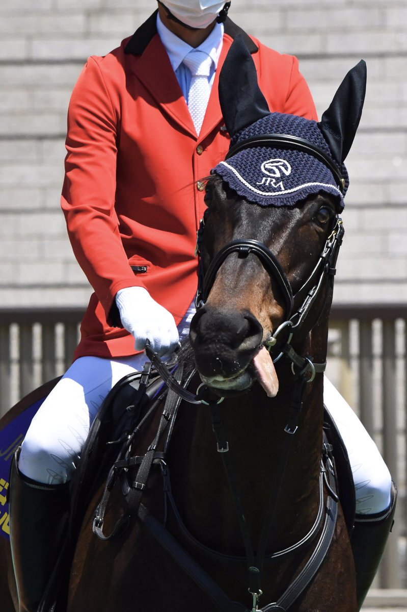 きょう誘導馬デビューを果たした #ペルシアンナイト の、ぺろ👅まとめ