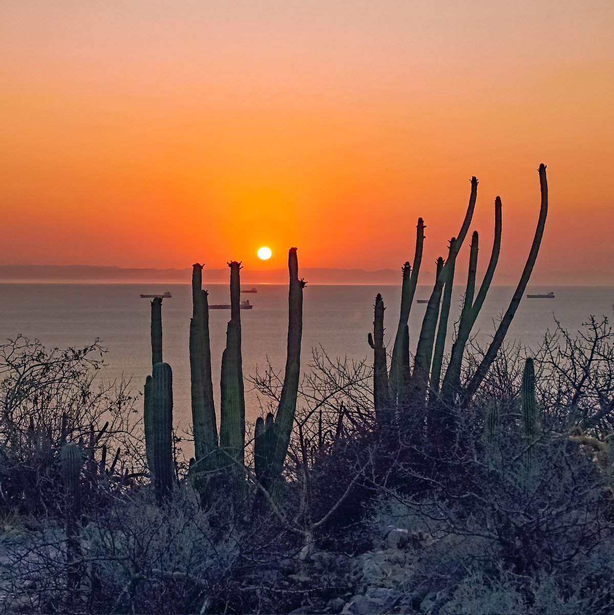 Baja California Sur es Mi Tierra tweet media