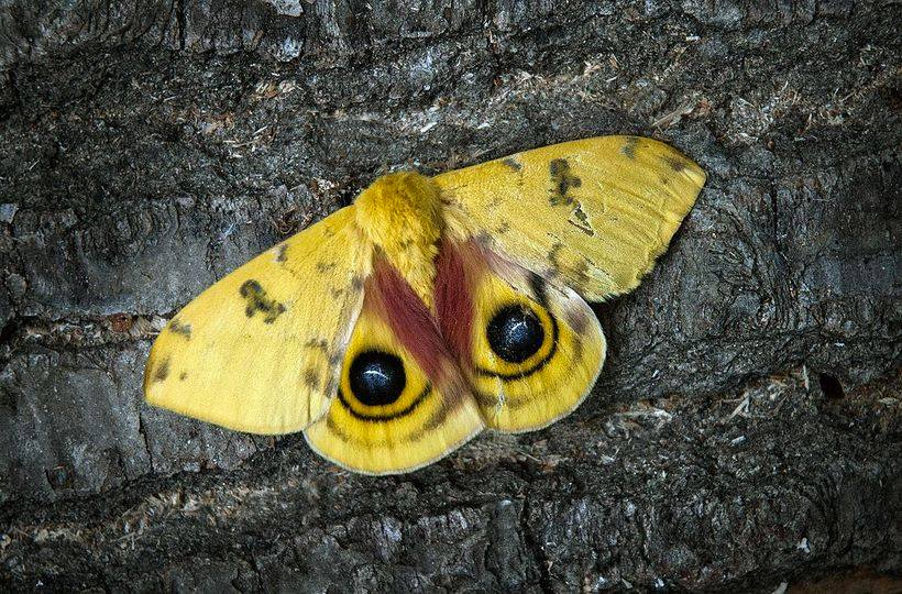 This is from 8 years ago. Nature can take your breath away sometimes. We were greeted with this beautiful Polyphemus #Moth on opening the door this morning. It was like finding a treasure. 🙂#Nature #NaturePhotography