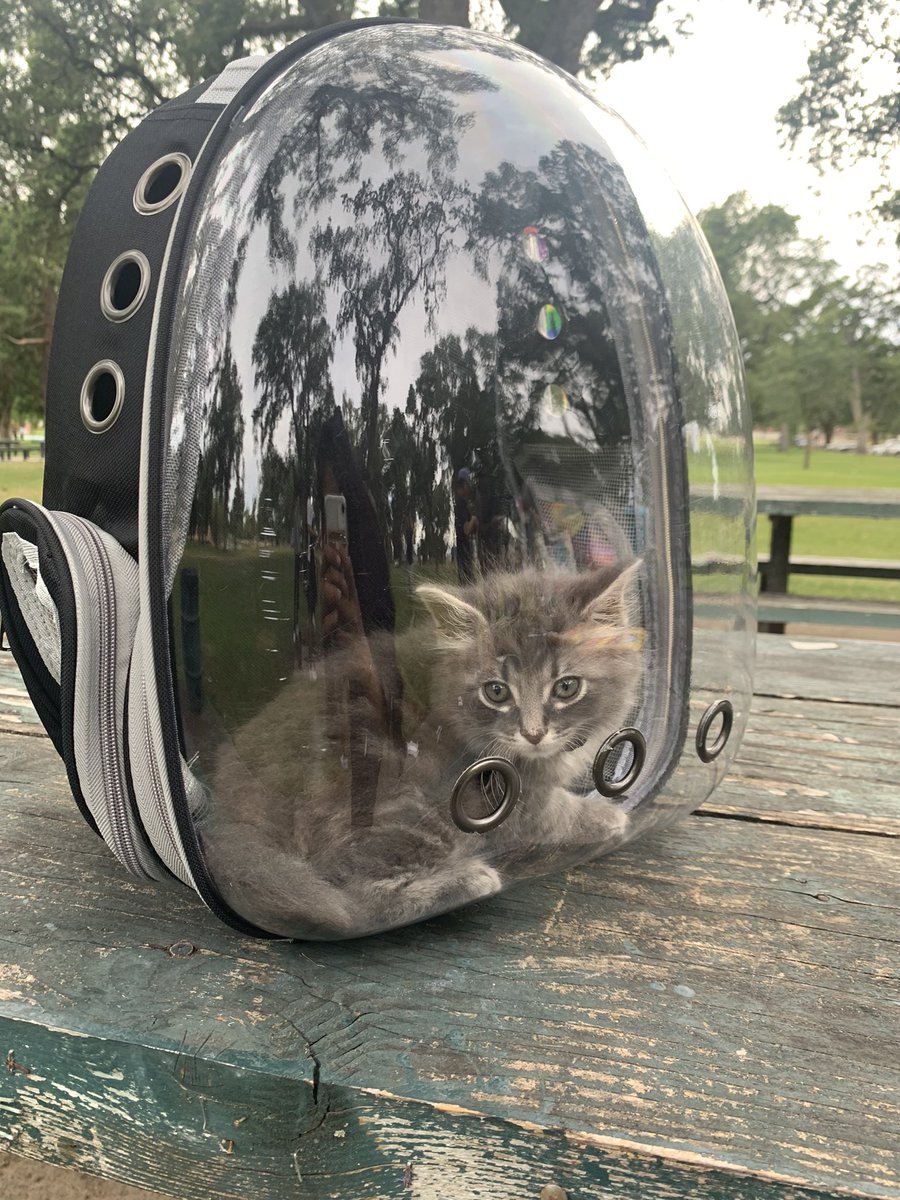 sp4cectrl's tweet image. BEST CAT: TORO!