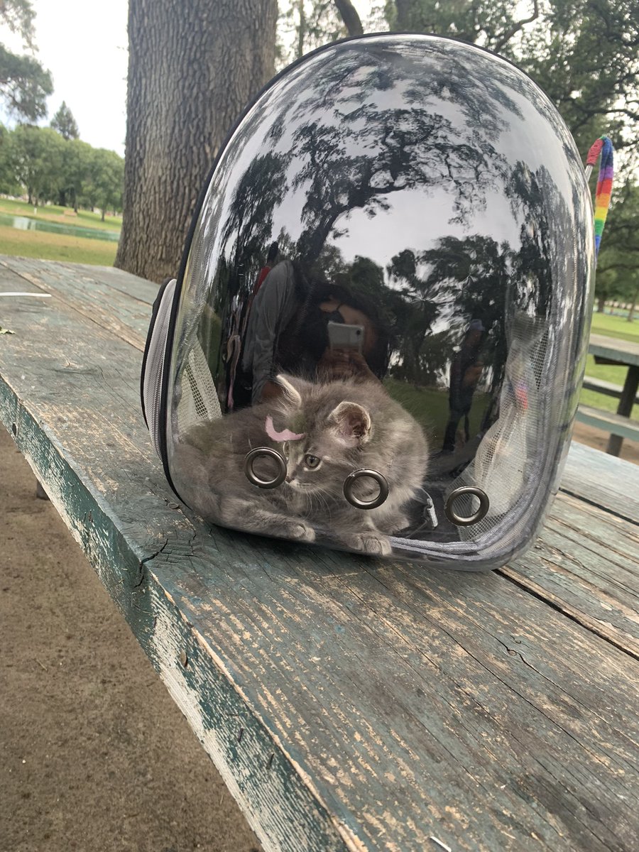 sp4cectrl's tweet image. BEST CAT: TORO!