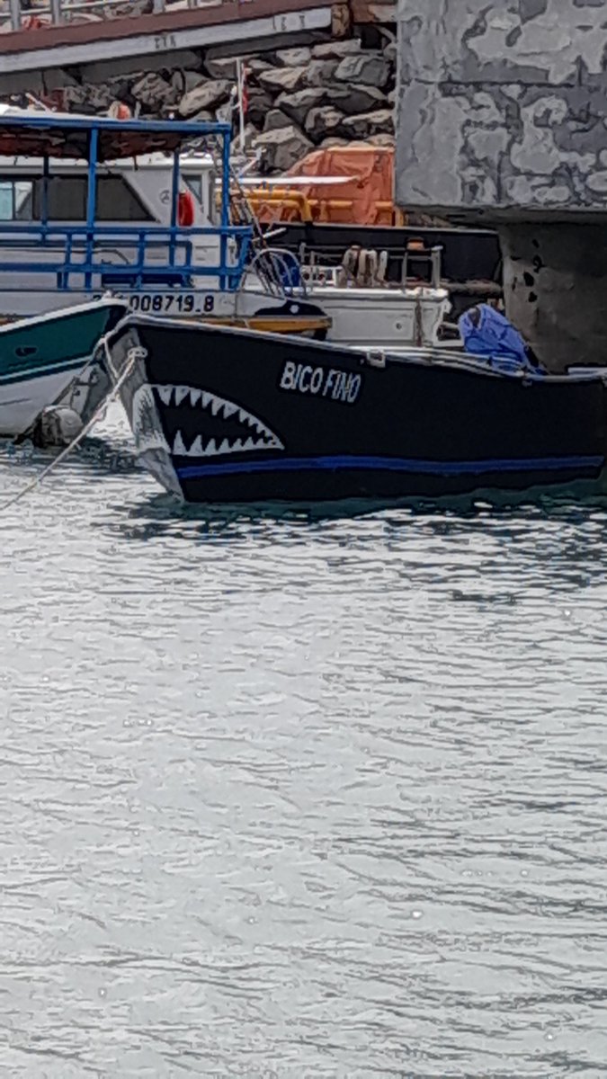 FlorDeserto's tweet photo. Vocês conhecem o #BicoFino 🦈 da #PraiaDoPorto, em #FernandoDeNoronha? https://t.co/59m9qv0pL8