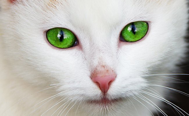 WarsawWhitecats's tweet photo. Whitecats @CamSneadTourney roster:
@WhittUpShott
@warcityian
@nickokream
@krispy_kream0k
@ .... special guest?
#GreenIsGood🌲 #WeBleedGreen💚 #WiffleFam #ElevatedWiffle👻 #StayElevated🚀🛸 #LiftedAboveTheRest👨🚀👽 #PutItInTheAir💨 #WiffleHeads #CatForm🐱 #Meowww😼
#4Cam https://t.co/4eR048Uij3
