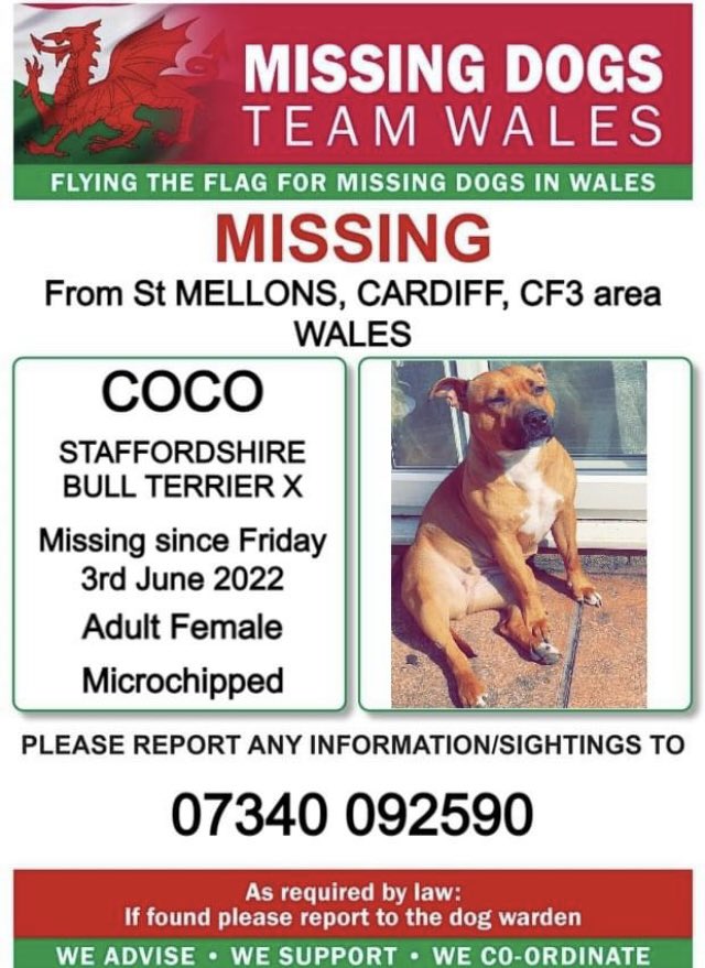 ❗️COCO ❗️MISSING FROM ST.MELLONS, CARDIFF, CF3 area WALES.
❗️MISSING SINCE FRIDAY 3rd JUNE 2022.
❗️❗️PLEASE WATCH OUT FOR COCO AND CALL NUMBER WITH ANY SIGHTINGS/INFOMATION ❗️❗️
