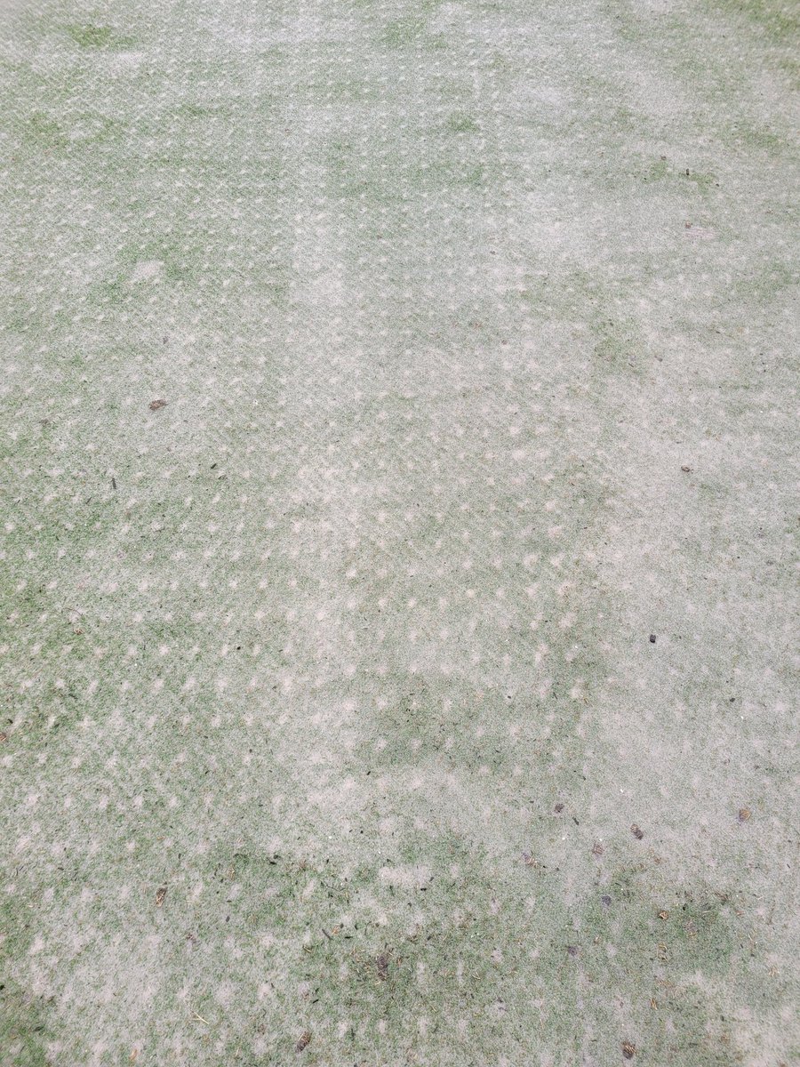 RushoGCM's tweet photo. Put an extra 3 cubic yards of 304 sand down before probably y 3 to 4 inches of steady tropical rain? Also 10# of gypsum for a good flush yesterday. #usingnature https://t.co/KfNlut0UZD