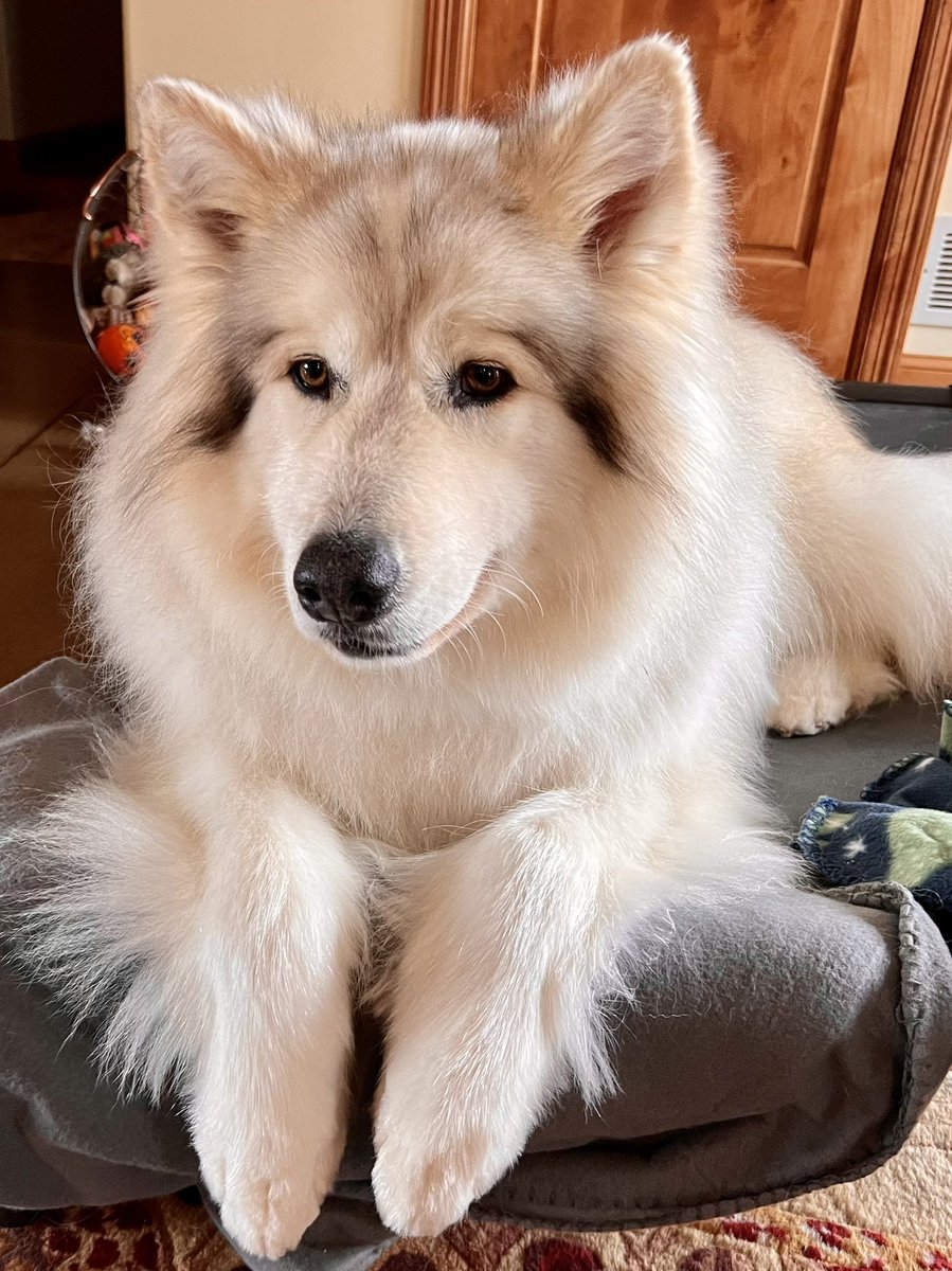 Lisapodgorsek's tweet photo. Such a great dog breed. Native American Indian Dogs are amazing. They are hypoallergenic too. #dogs #NativeAmericanIndianDog #mywolf https://t.co/fSgRq7JC9D