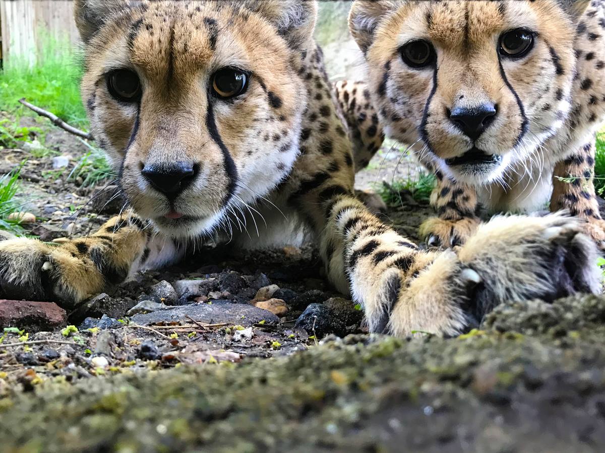 phillyzoo's tweet photo. Happy 7th birthday to our cheetah sisters Amani &amp; Kalima! 🎂 🥳 Cheetahs have distinguishing tear drop markings that run from their eyes to the corners of their mouth. This marking helps keep the sun out of their eyes! https://t.co/nxMjX0dELg