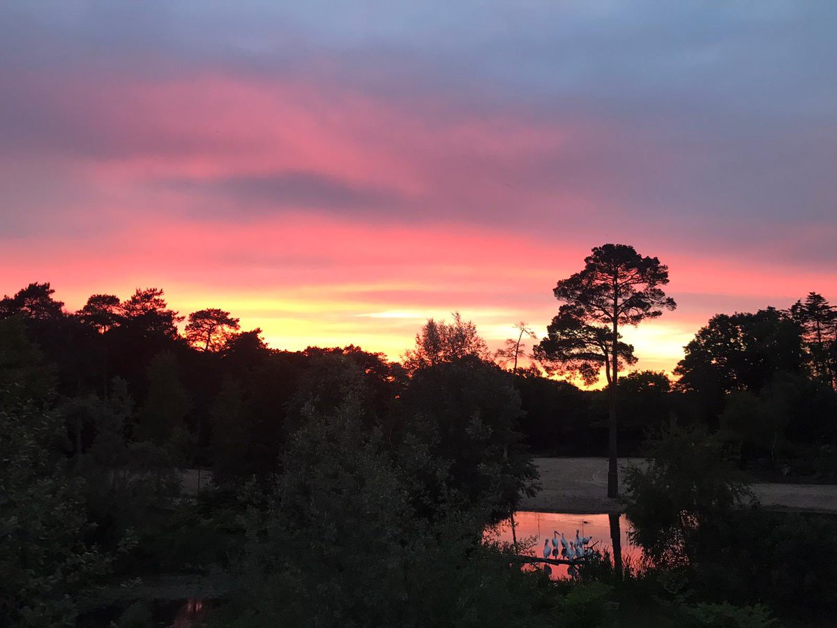 Thank you all for a fantastic conference! We can't wait to see you all, and even more new faces, in 2024 Geneva! Thank you <a href="/burgerszoo/">Burgers' Zoo</a> for hosting us, the @EFP_GfP2022 organizing committee and YOU ALL for attending and inspiring with all your research and projects! 👏🏼🐒🦧🦍