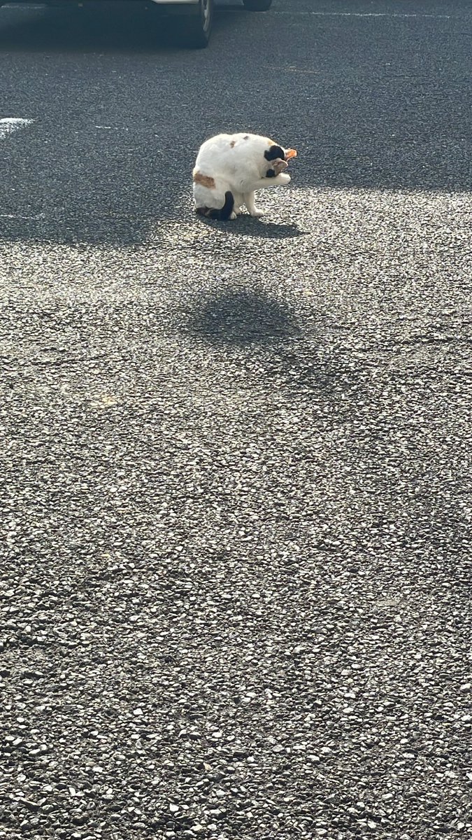 TESON922's tweet photo. おはようございます☀
猫飼いたい🐈
＃田中軍団 https://t.co/h3LLrrNo1t