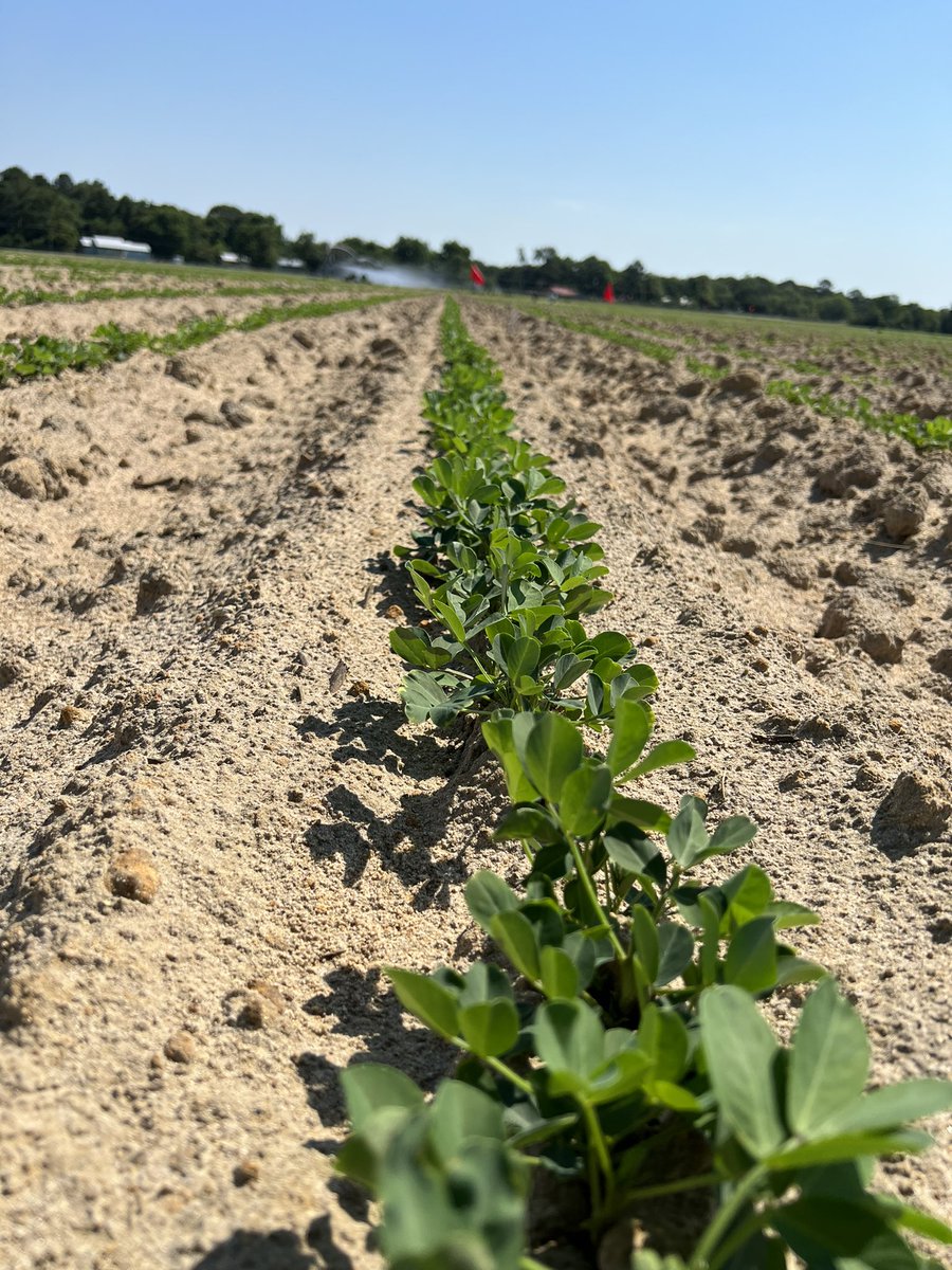 PrecAgEngineer's tweet photo. A productive week of data collection in multiple #agtech studies with the team!! #agtechresearch #research22 #precisionag https://t.co/urgGWJdMzU
