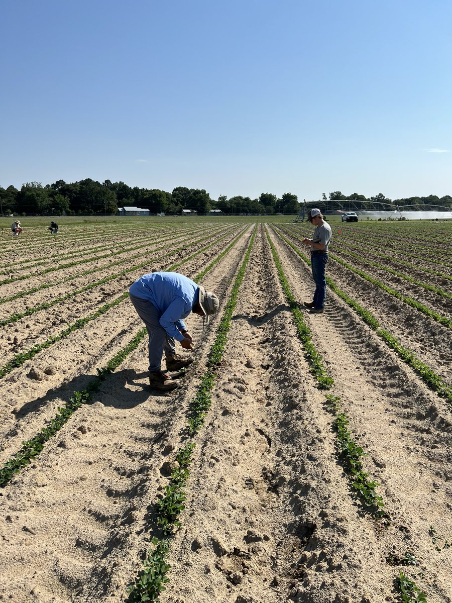 PrecAgEngineer's tweet photo. A productive week of data collection in multiple #agtech studies with the team!! #agtechresearch #research22 #precisionag https://t.co/urgGWJdMzU