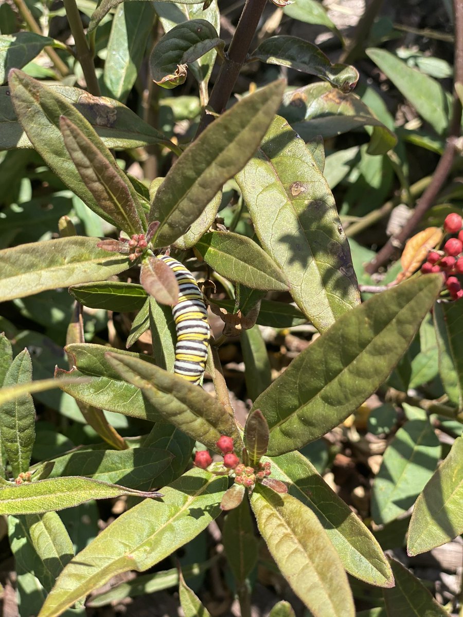 Monarchs in the Making Eating my Milkweed Plants!!Monarchs will only breed where milkweeds are found.These threatened species are about to be listed as endangered under the Endangered Species Act. Do these beautiful creatures a favor, plant some milkweed. biologicaldiversity.org/w/news/press-r…