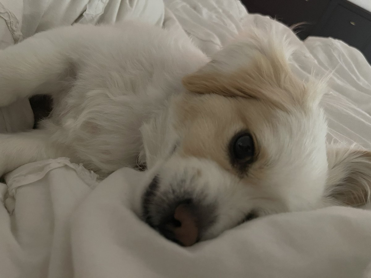 NKaye_84's tweet photo. pls don’t 💩 on our bed. #AmberTurd https://t.co/2xRUF4igLI
