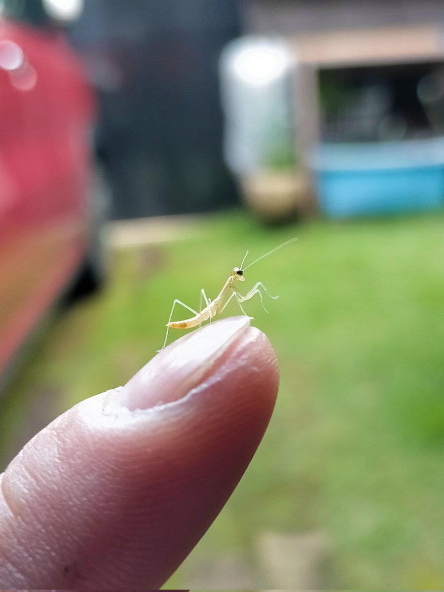 anixanix's tweet photo. 今朝、カマキリの卵が孵化しててビビった！
大きいのは 昨年の秋に卵を産み付けてったお母さんカマキリ。 https://t.co/2PSKs3F4rv