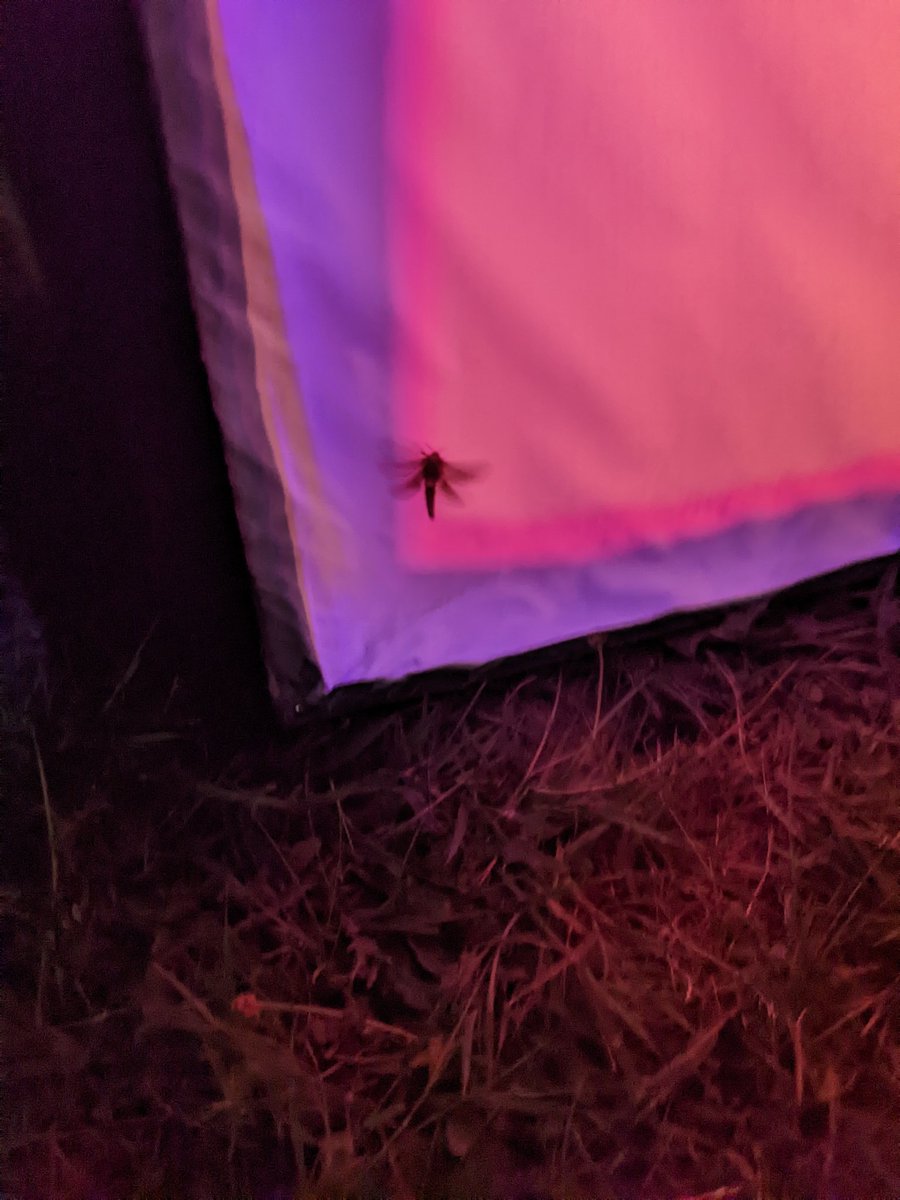giant_cube's tweet photo. Hey look! I made a moth friend! They love my LEDs ☺️ https://t.co/v6TFscGUJi