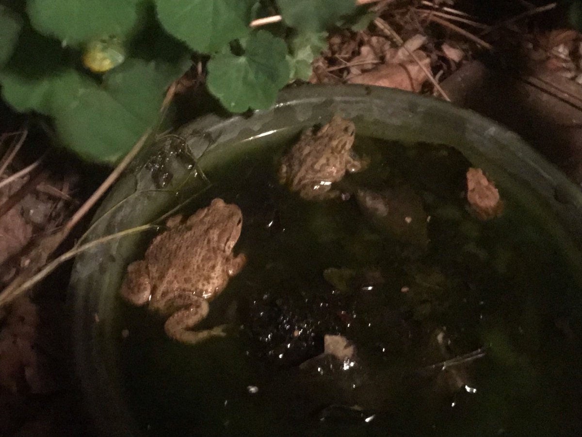 frozenprawn's tweet image. Three #Toads enjoying the #PaddlingPool saucer by my front door 🚪 🌙 right now. #HerpGarden 🐸 🐸🐸🪴💦 ⁦@BBCSpringwatch⁩ #Springwatch ⁦@HenleyToads⁩ ⁦@ARGroupsUK⁩ ⁦@Kate_Bradbury⁩