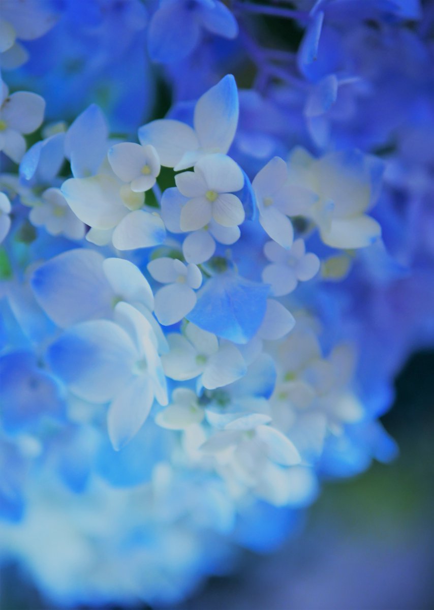 ささら 紫陽花 T Co F7zyl19kfv Twitter