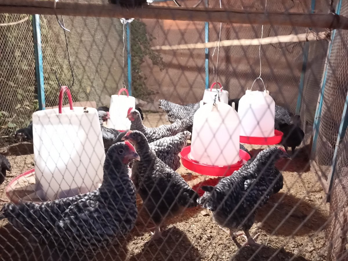 Le Bleue de Hollande est une race de poule domestique originaire du Pays Bas. Le Coq peut peser jusqu'à 4 kg et la Poule jusqu'à 3 kg. C'est une race de chair, et aussi bonne pondeuse.
Nous avons commencé leur élevage le 12 Avril passé et le résultat est très satisfaisant.