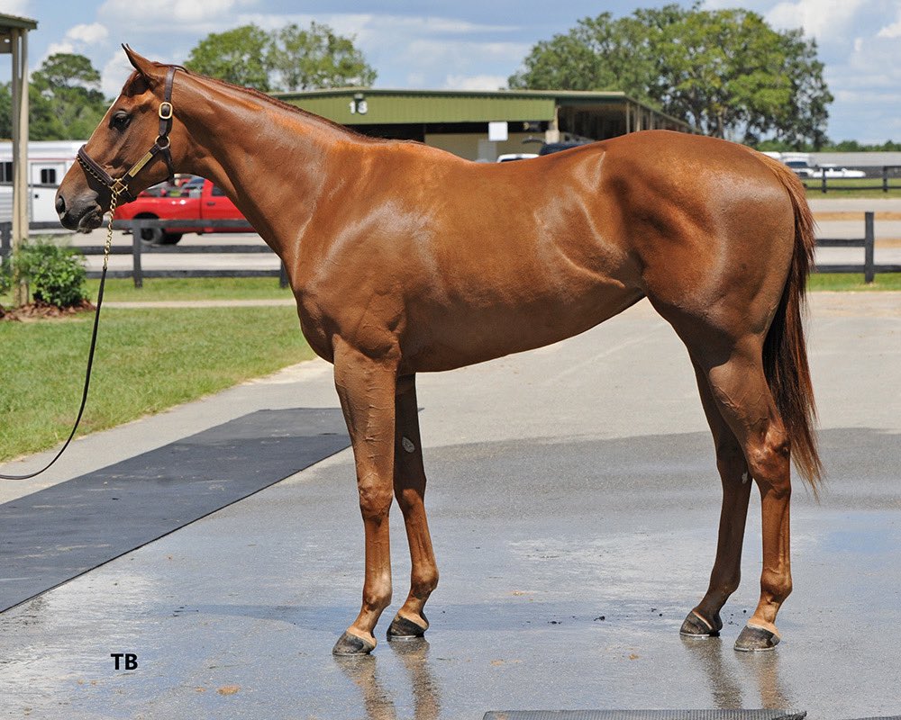 TopLineTBs's tweet photo. Bee Jersey who? This filly is gorgeous and talented. #783 @Larry43887775 @OBSSales @darbydanfarm She is owned and trained by the breeze rider on her. He has nerves of steal to be able to show her off like he did. I’d be so nervous. Wishing him the best, she’s a nice filly. https://t.co/s0xp1LgbS3