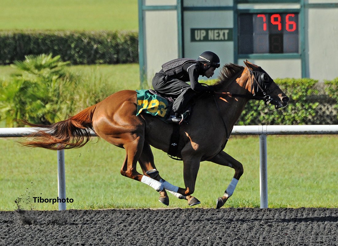 Bee Jersey who? This filly is gorgeous and talented. #783 <a href="/Larry43887775/">Larry</a> <a href="/OBSSales/">OBSSales</a> <a href="/darbydanfarm/">Darby Dan</a> She is owned and trained by the breeze rider on her. He has nerves of steal to be able to show her off like he did. I’d be so nervous. Wishing him the best, she’s a nice filly.