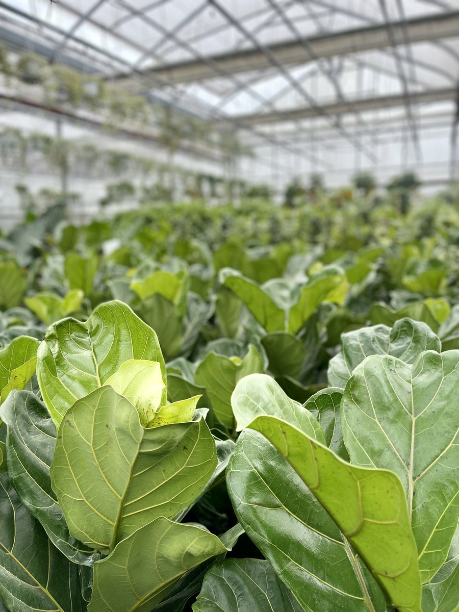 ValleyviewG1970's tweet photo. Happy Fiddle Leaf Fig Friday 💚 #fiddleleaffig #fiddleleaffigtree #flffriday #ficuslyrata #foliagefriday #greenhouse #greenhousevibes #planttherapy https://t.co/vCsSSM183A