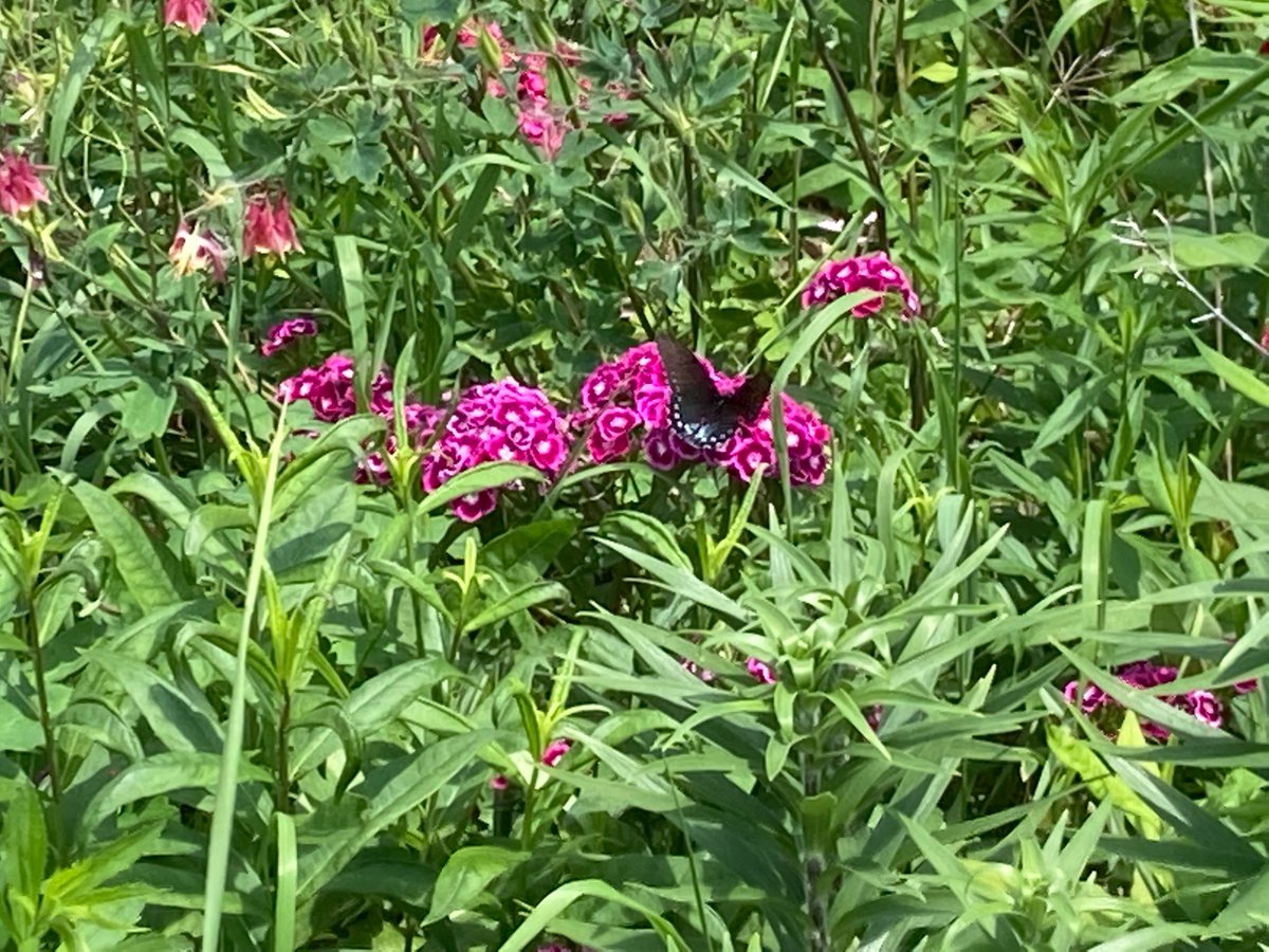 A picture of the pipevine swallowtail in my yard yesterday and today. There was a tattered black swallowtail too.