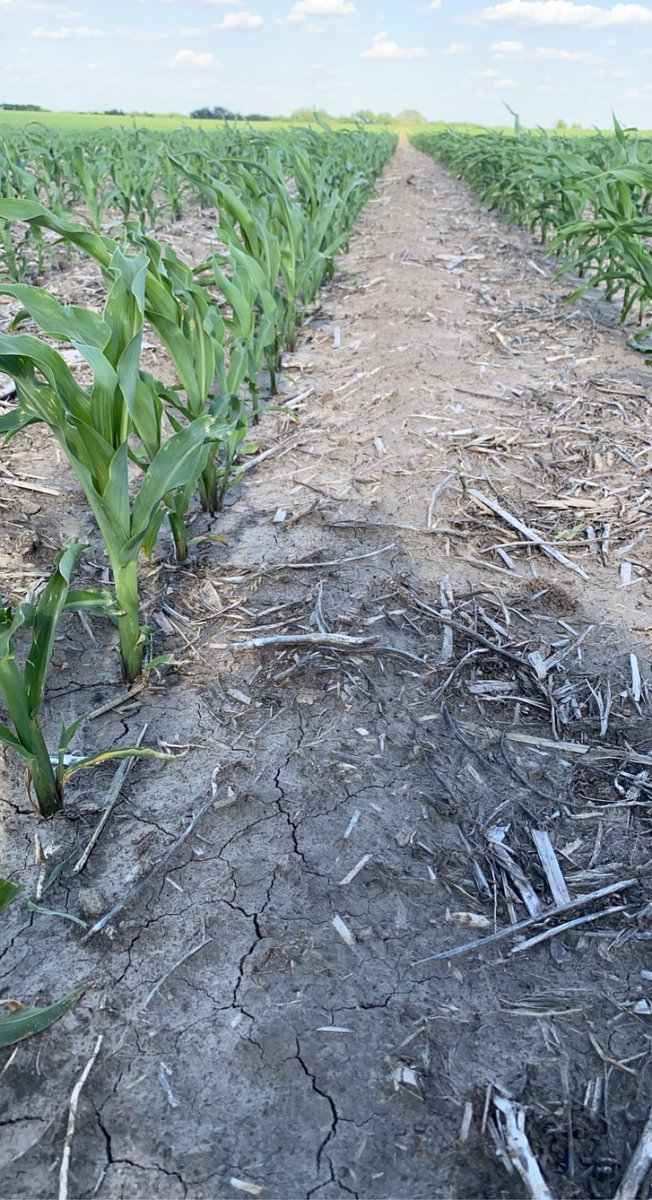VarietyAg's tweet photo. On this #fieldcheckupfriday I got the privilege to walk a few fields with @RichVelde @ChannelSeed 212-60 TRE is our highlighted product this week! It was our VT2 plot winner last year and it has amazing flex and the additional above ground Trecepta trait for WBC! #placedtopreform https://t.co/BqOvKVCKiB