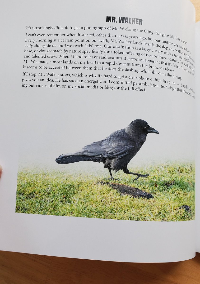 Received this beautiful book, City Crow Stories by @JH_Images in the mail.
Especially excited to read about the Walkers!