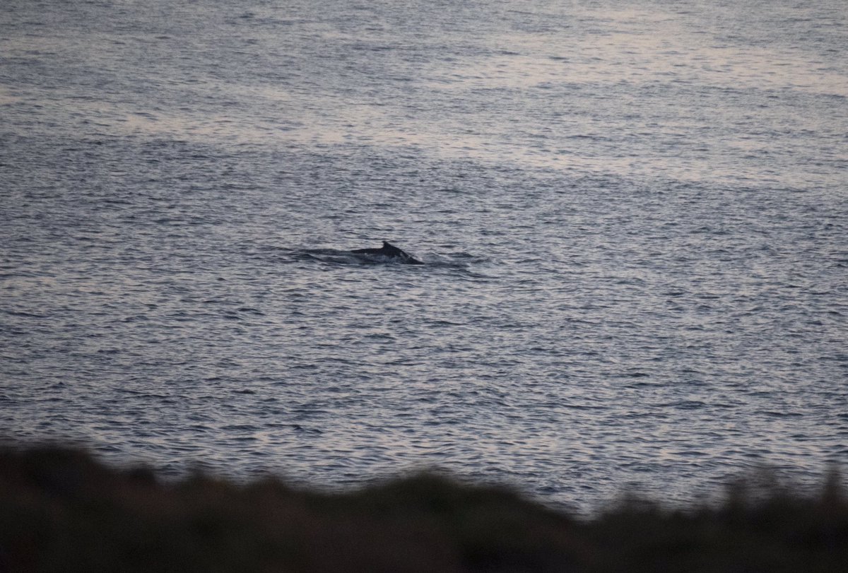 AmosPhotography's tweet photo. Awesome to see the lingering humpback whale again this evening! We watched it from Strathlene π @BBCSpringwatch @BBCNorthEast @GrampianOnline @HumpbackId @SeaWatchersUK @MoraySpeyside @ScotWildlife @VisitScotland #wildlife #humpback #whale #strathlene #moray #scotland https://t.co/soajyKjH5N