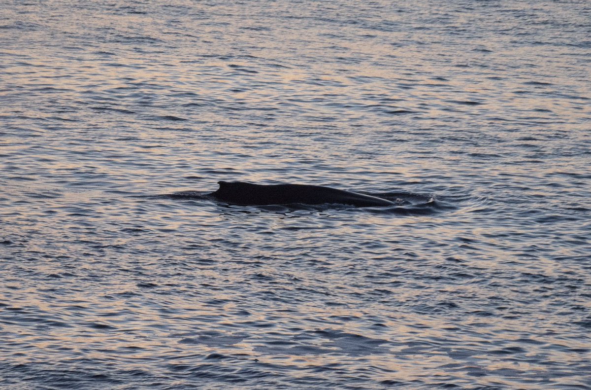 AmosPhotography's tweet photo. Awesome to see the lingering humpback whale again this evening! We watched it from Strathlene π @BBCSpringwatch @BBCNorthEast @GrampianOnline @HumpbackId @SeaWatchersUK @MoraySpeyside @ScotWildlife @VisitScotland #wildlife #humpback #whale #strathlene #moray #scotland https://t.co/soajyKjH5N