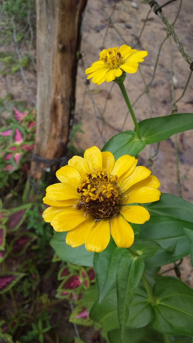 EdjaQuintella's tweet photo. @revitalnews Essa flor pra você https://t.co/NLgrO6jLS8