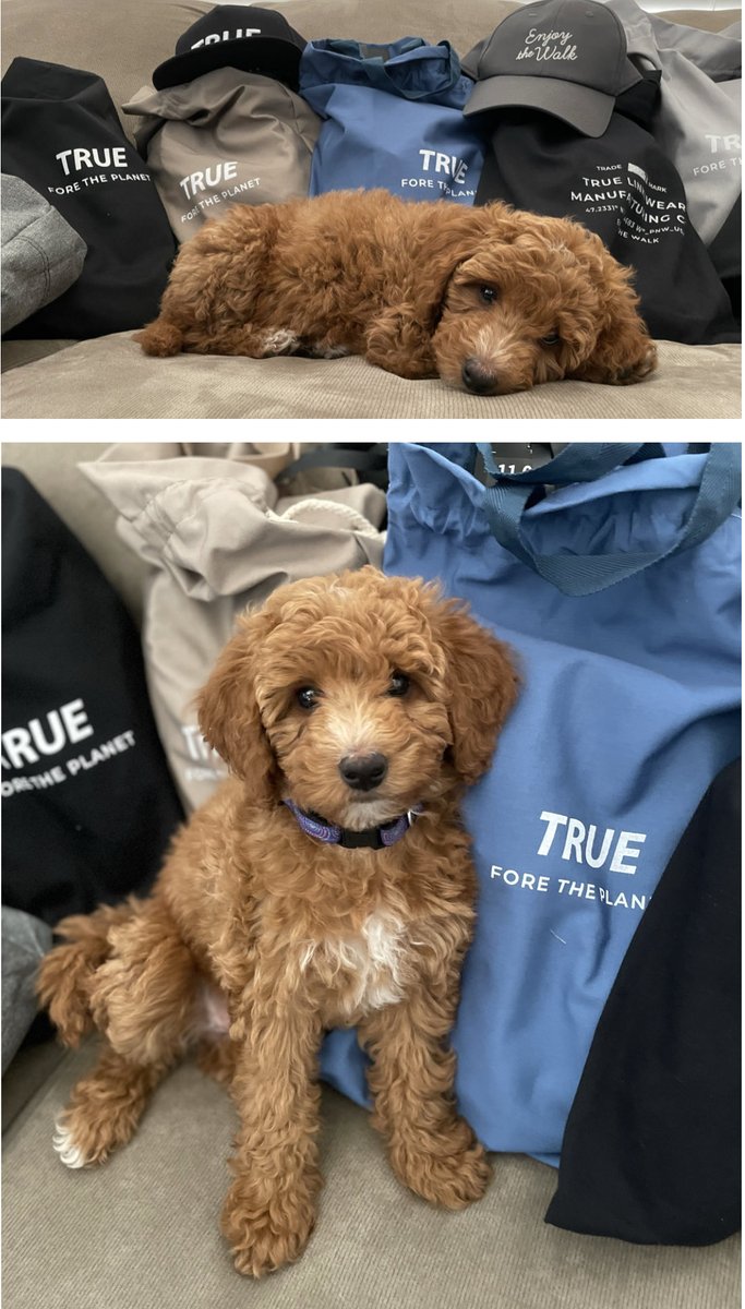 This is True 😍 
She is the newest addition to the ⁦<a href="/PapaWhit12/">Brian Whitaker</a>⁩ clubhouse! 😀❤️
⁦<a href="/TRUElinkswear/">TRUE linkswear</a>⁩ 👊🏼
#lifeisgoodaf