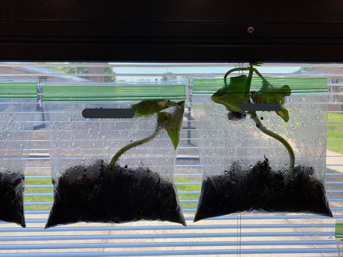 Ms_RogersEd's tweet photo. This week out we checked in with our ant farm and plants! 🐜🌱 https://t.co/E7w3uoXdrT