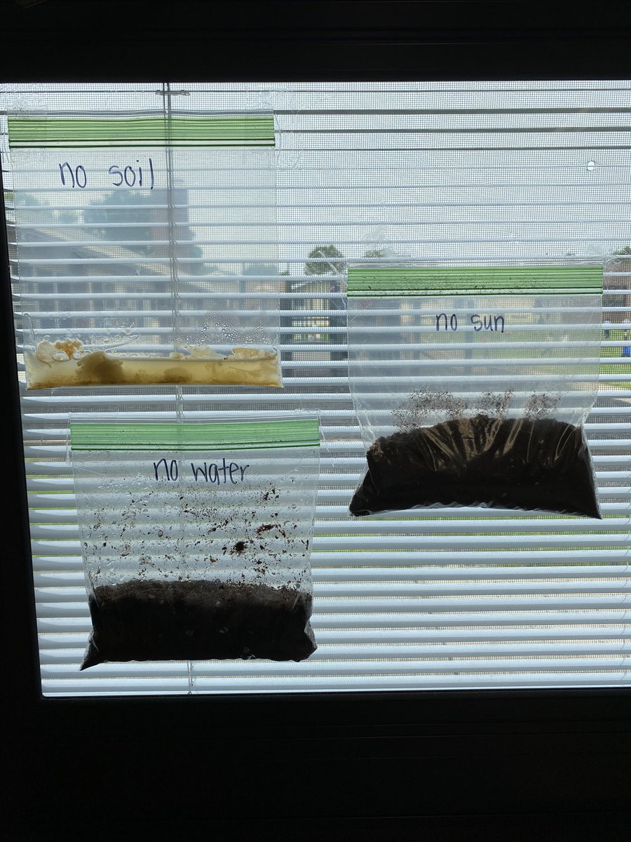 Ms_RogersEd's tweet photo. This week out we checked in with our ant farm and plants! 🐜🌱 https://t.co/E7w3uoXdrT