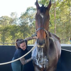 ArcherParkRace's tweet photo. Ashlie Waters Dressage - So Super won our hearts over with his “interesting” looks &amp; super personality, it was a no brainer when he was offered to be the trial horse for our OTT retraining program @visionequineau Something I'm really looking forward to sinking my teeth into🖤 https://t.co/EQptD4gzR5