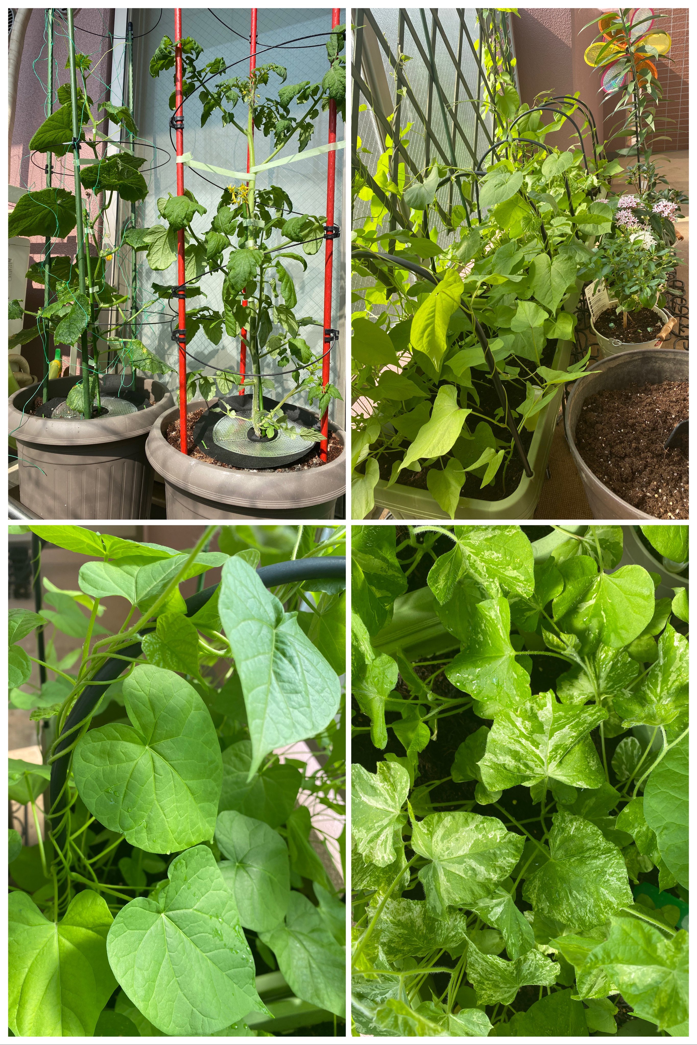 ま ん ミニトマトときゅうりを建物側に移動したので他の花たちへの水やりが楽になった 朝顔の生きる力がなんかもうすごい きゅうりの葉っぱ1枚だけだけどなんか白い粉みたいなのが少しついてたのでこれが噂のうどん粉のアレ と怒り狂い重曹汁を