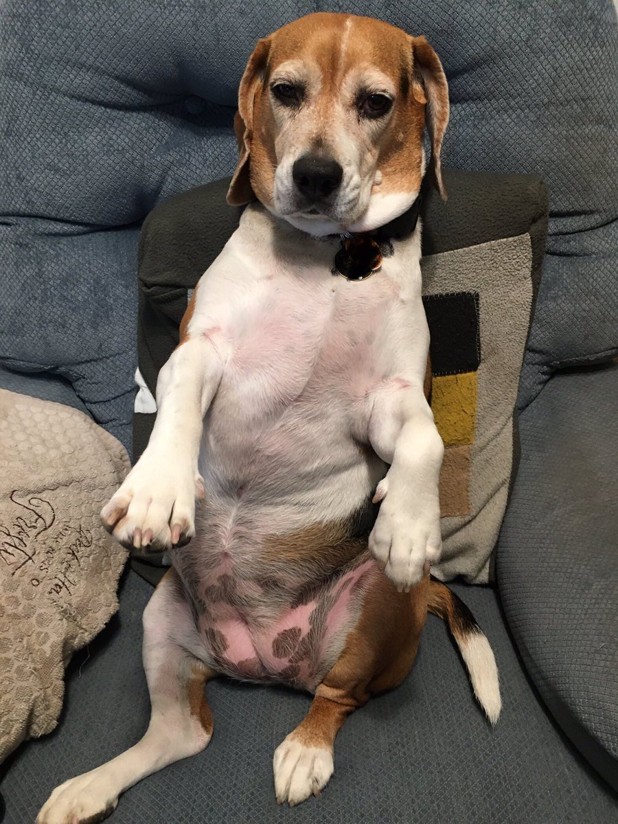 CaldecZoo's tweet photo. When the hooman says they’re gonna hug you 
#beagle https://t.co/tSx9rcHMNj
